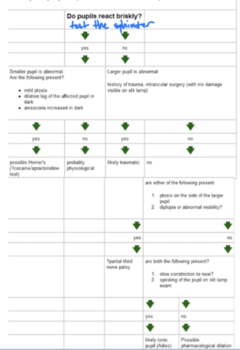 <p>test the sphincter muscle (do the pupils respond briskly?)</p>