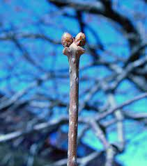 simple, entire, white underside, opposite

2 terminal buds (a pair)

cold hearty zone 3

beautiful yellow color