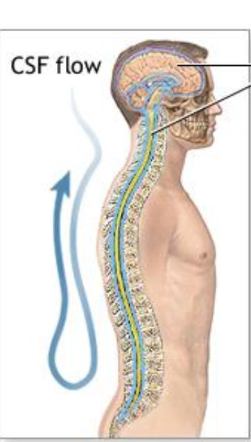<ul><li><p><strong><mark data-color="purple" style="background-color: purple; color: inherit;">Replenish the entire CSF volume </mark></strong>approximately<strong><mark data-color="green" style="background-color: green; color: inherit;"> three times a day</mark></strong></p></li></ul><p></p>