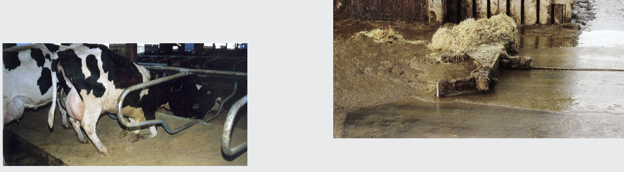 <p>• Cubicle design and bedding (Straw, saw dust, rubber mats)</p><p>• Cubicle numbers</p><p>• Lay out of the cubicles and escape routes</p><p>• Flooring – none slip</p><p>• Passage way - slurry management</p><p> Scrappers-manual/automatic</p>