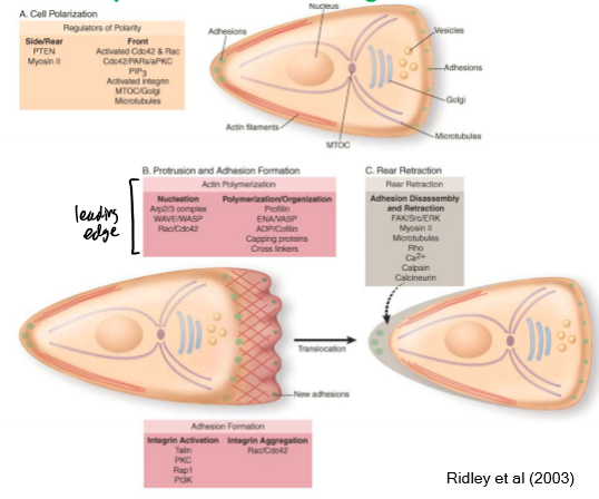 <p>cell polarization (side/rear - PTEN and myosin II, front - activated Cdc42 and Rac, PIP3, activated integrin MTOC/golgi, and microtubules), protrusion and adhesion formation(nucleation - Arp2/3 complex, WAVE/WASP, and Rac/Cdc42, polymerization/organization - profilinm ENA/VASP, ADP/cofilin, capping proteinsm and crosslinkers), and rear retraction (adhesion disassembly and retraction - FAK/Src/ERk, myosin II, microtubules, Rho, Ca2+, calpain, and calcineurin)</p>