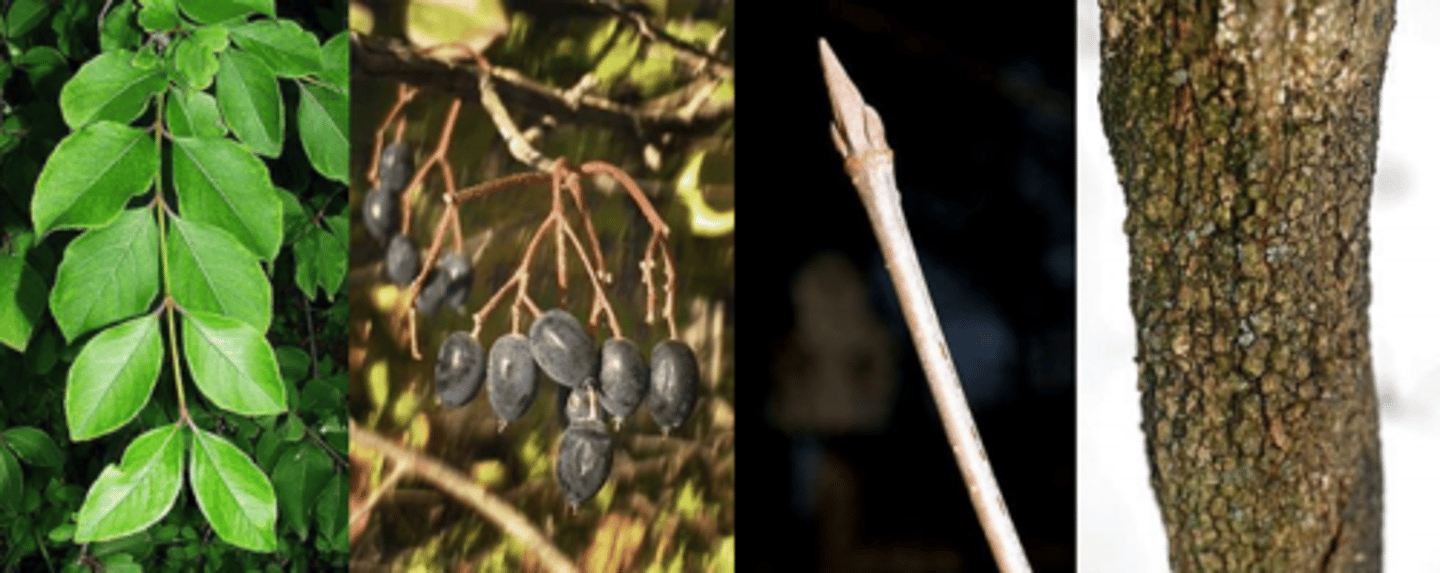 <p>Leaves: opposite, simple, 1-3” long, broad-elliptical to ovate, acute or obtuse, rounded to wedge-shaped, narrow at the base), margin serrulate (similar to cherry leaf), pinnately veined, shiny dark green above. </p><p>Twigs: moderately stout and stiff-looking; reddish brown; numerous opposite, short twigs give appearance of a fish skeleton. </p><p>Buds: valvate, narrowly ovate; LAVENDER, longer, pointed; leathery looking. </p><p>Fruit: glaucous, dark blue, oval drupe to 1/2 ", goes through different color changes as it ripens; shriveled, raisin-like fruit persists through winter </p><p>Bark: gray-brown and breaking up into small, square plates like alligator hide </p><p>Form/Silvics: mature size 12-15' tall with a twisted and stiff trunk. Occurs in low woods along streams near base of bluffs as well as dry, upper slopes. Found throughout Missouri. Usually multi-stemmed</p>