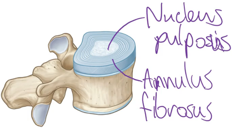 <ul><li><p>Located <strong>between vertebral bodies</strong> (except between sacrum &amp; coccyx)</p></li></ul><p><strong>Two parts</strong>:</p><ol><li><p><strong>Nucleus Pulposus</strong>:</p></li></ol><ul><li><p>Inner, gelatinous core (pulp-like)</p></li></ul><ol start="2"><li><p><strong>Annulus Fibrosus</strong>:</p></li></ol><ul><li><p>Outer, tough cartilage in rings</p></li></ul><p></p>
