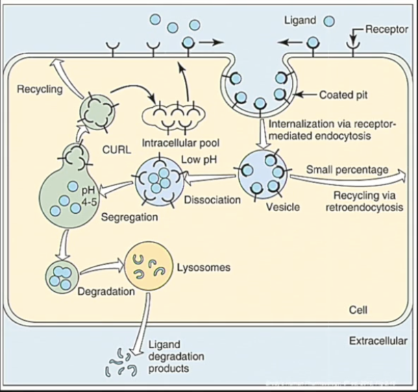 <p><span><span>Receptors are dynamic: there is a constant turnover (synthesis, transport, stimulation, recycling, resynthesis etc…) based on the body</span></span><span>’s</span><span><span>&nbsp;needs.</span></span></p><ul><li><p><span><span>Receptors can be internalized to enter an intracellular pool or cause cellular signaling and can be further recycled and put back onto the cell membrane.</span></span></p></li><li><p><span>The action of a drug on a cell is terminated by the internalization of its receptor, and its degradation.</span></p></li><li><p><span>With chronic drug use, the number of receptors changes to counteract the effects of the drug.</span></p></li></ul><p></p>