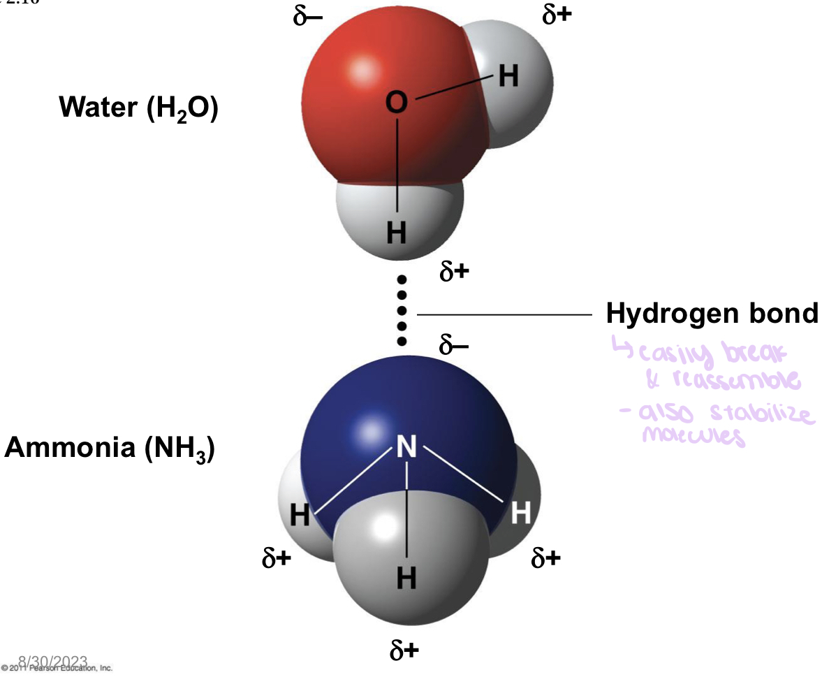 <ul><li><p>form when a hydrogen atom covalently bonded to one electronegative atom is also attracted to another electronegative atom</p></li></ul>