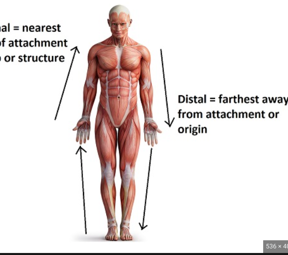 <p>closer to the origin of attachment (upwards towards the head)</p>