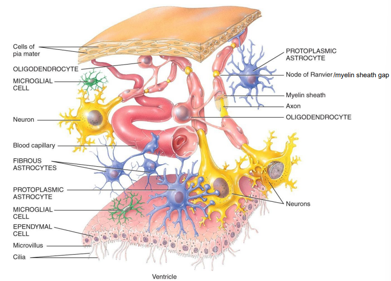 <ol><li><p>Astrocytes → support neurons, maintain chemical environment &amp; BBB</p></li><li><p>Oligodendrocytes → forms mylein sheath around CNS axons</p></li><li><p>Microglial Cells → phagocytosis; remove cellular debris, phagocytize microbes &amp; damaged tissue</p></li><li><p>Ependymal Cells → cuboidal to columnar cells that possess microvilli and cilia; produce CSF, form blood-CSF barrier</p></li></ol><p></p>