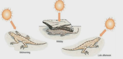 <ul><li><p>Animals regulate body temp by moving in environment to find places that are colder or warmer</p></li><li><p>Not Independent to ectotherms, endotherms do this too because warming through sun is free so you don’t have to use any energy. Unless there is a predator where you want to lay in front of sun, then animal has to access trade off of being warm and being eaten</p></li><li><p>Only possible if there is thermal heterogeneity (a variability in temp)</p></li><li><p>lizards do this</p><ul><li><p>At mid morning, they expose themselves to sun</p></li><li><p>Midday very hot, so they find shade</p></li><li><p>Late afternoon, they go back to the sun</p></li></ul></li><li><p>Is this affective</p><ul><li><p>Iberian wall lizard experiment</p></li></ul></li></ul><p></p>