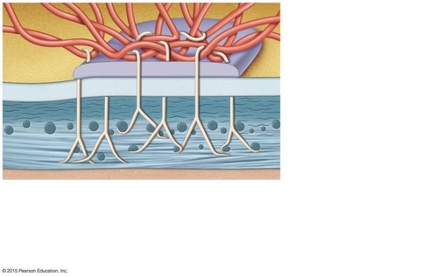 <p>Filtration process occurs in capillaries where simple squamous epithelium is present.</p>