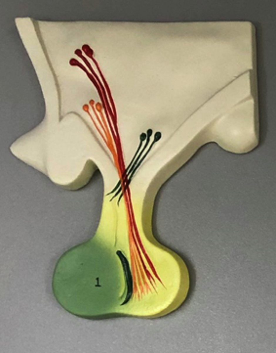 <p>same gland, different model better showing the 2 parts.</p>