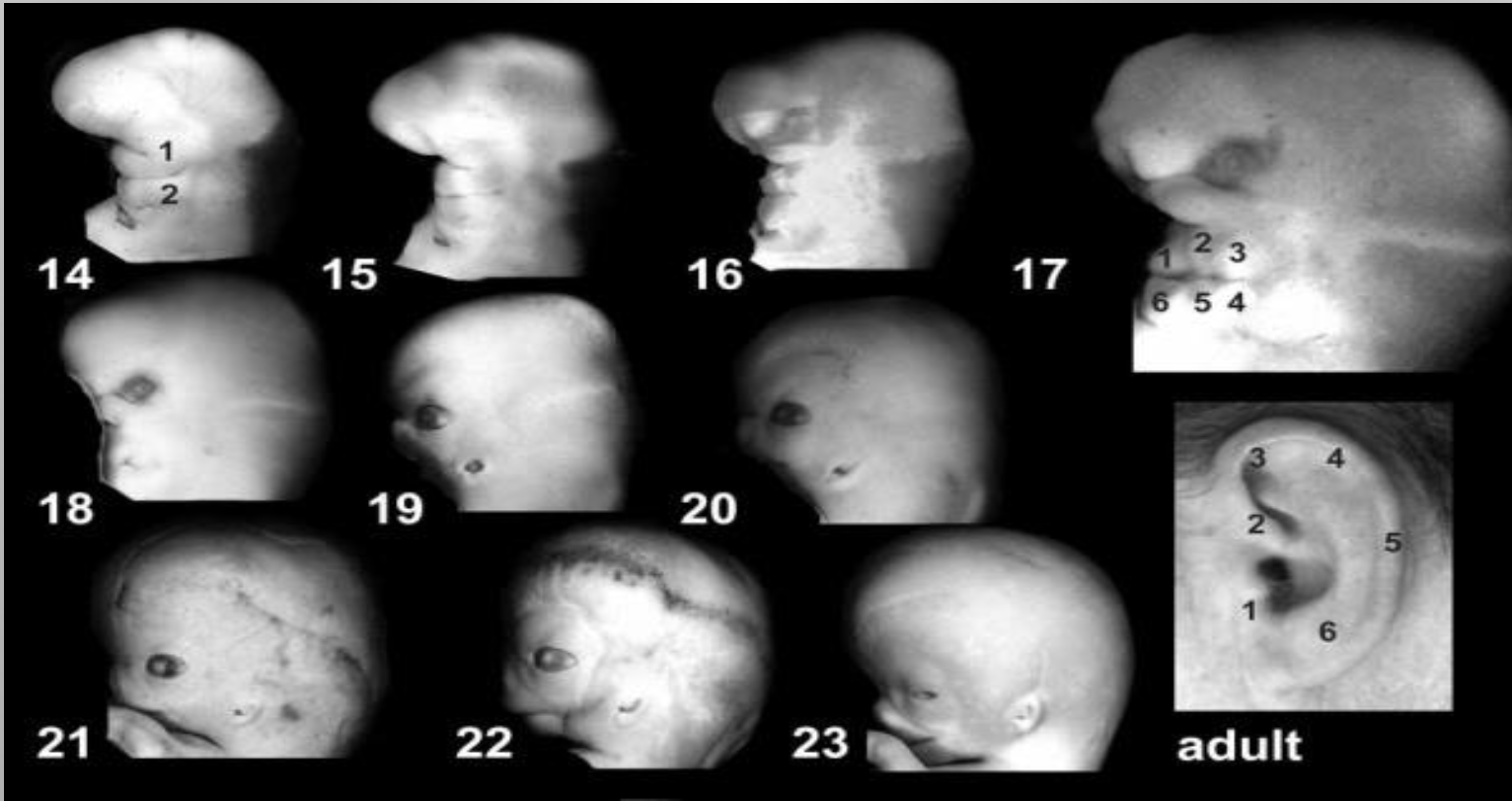 **Week 5:** Groove (nr 14-18) \n **Week 6:** Instilling, start formation middle ear tube (nr 19-20) **Week 7-8:** Auricle, start formation eardrum (nr 21-23) \n **Week 8:** Inner ear; vestibulary system