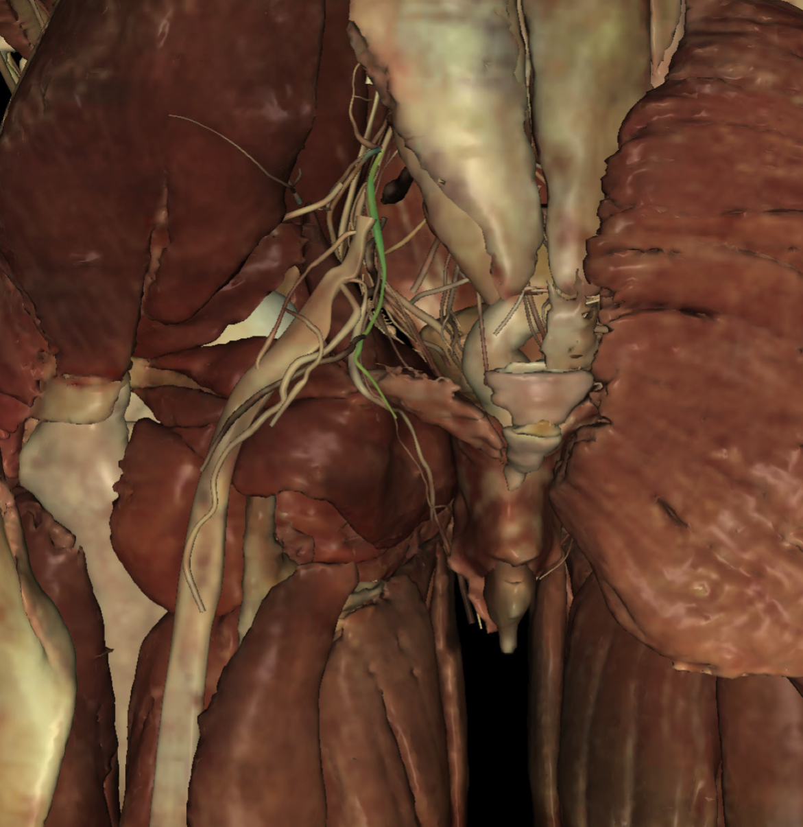 <p>Identify the Structure</p>