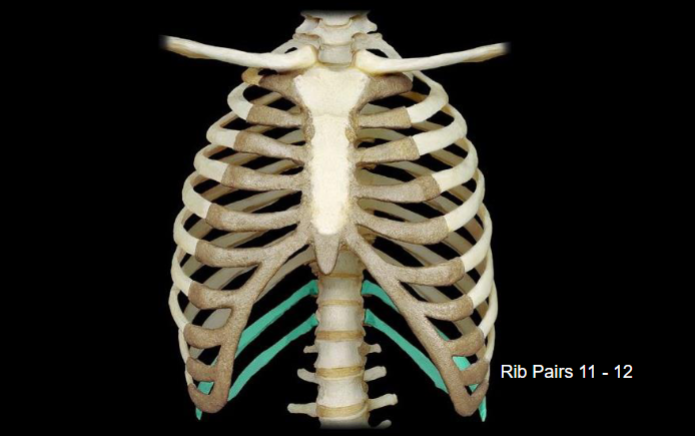 <p>What type of ribs are highlighted in this image?</p>