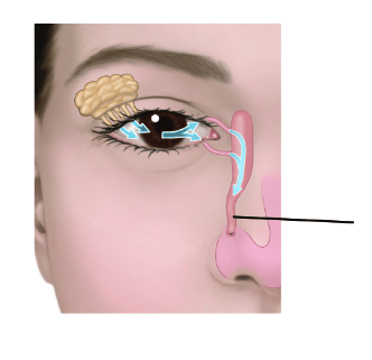 <p>Identify structure.</p>