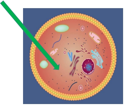 <p>- the <strong>entire region of a cell </strong>within the plasma membrane. <br>- In eukaryotes, it is made up of <strong>organelles</strong> suspended in the<br>  <em>gel-like cytosol</em>, the <em>cytoskeleton</em>, and <em>various chemicals</em>.</p><p></p>