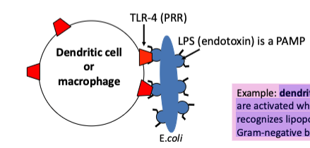 <p><span>dendritic cells and macrophages are activated when TLR-4 (toll-like receptor 4) recognizes lipopolysaccharide (LPS) from</span><br><span>Gram-negative bacteria.</span></p>