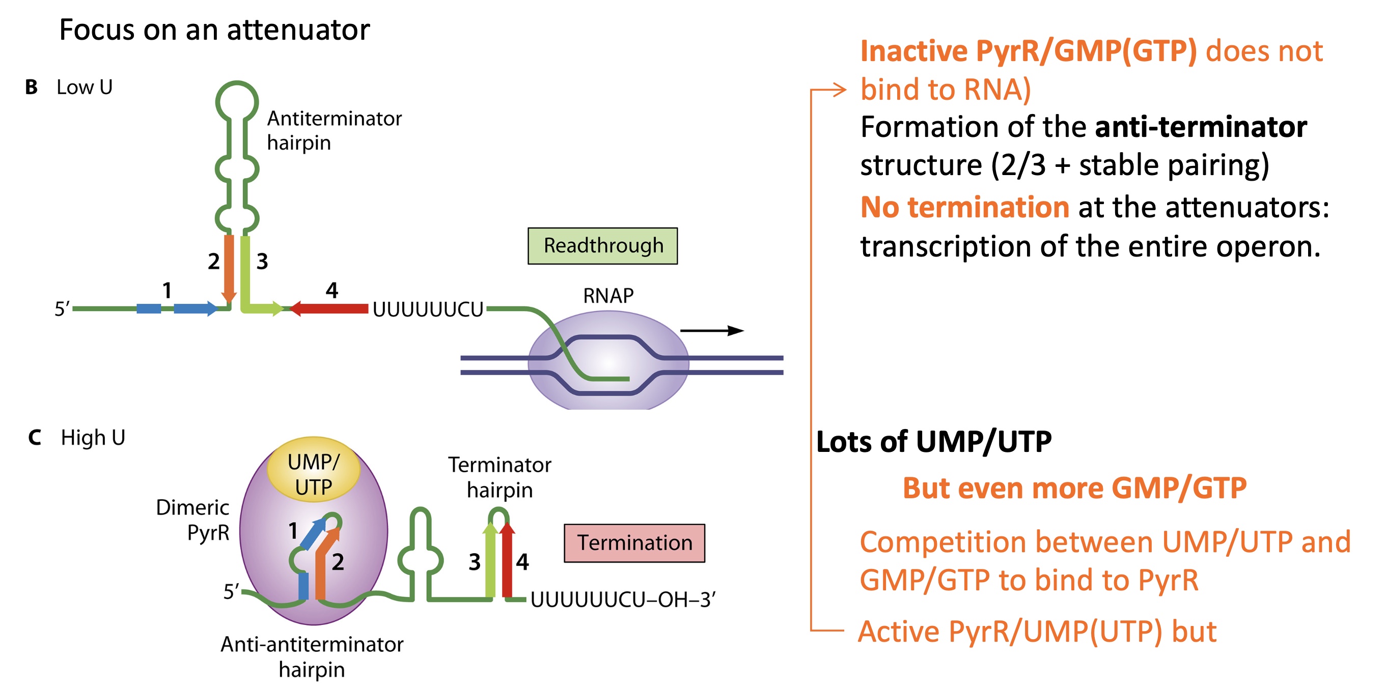 <p>competition between GT/MP and UT/MP to bind to PyrR</p><ul><li><p>when UT/MP binds to PyrR —&gt; active form </p></li><li><p>when GT/MP binds to PyrR —&gt; inactive form&nbsp;</p><ul><li><p>PyrR doesn’t bind to RNA, formation of anti terminator stem loop structure&nbsp;</p></li><li><p>no termination and pyr operon expressed</p></li></ul></li></ul><p>TO KEEP EQUILIBRIUM OF PYRIMIDINE/PURINE</p><p></p>