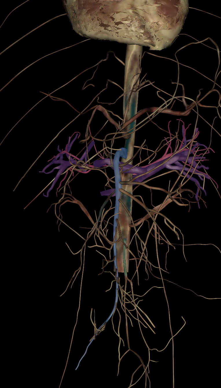 <p>Name the structure highlighted (green)</p>