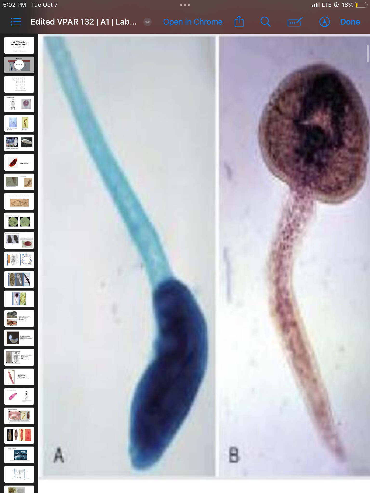 term image