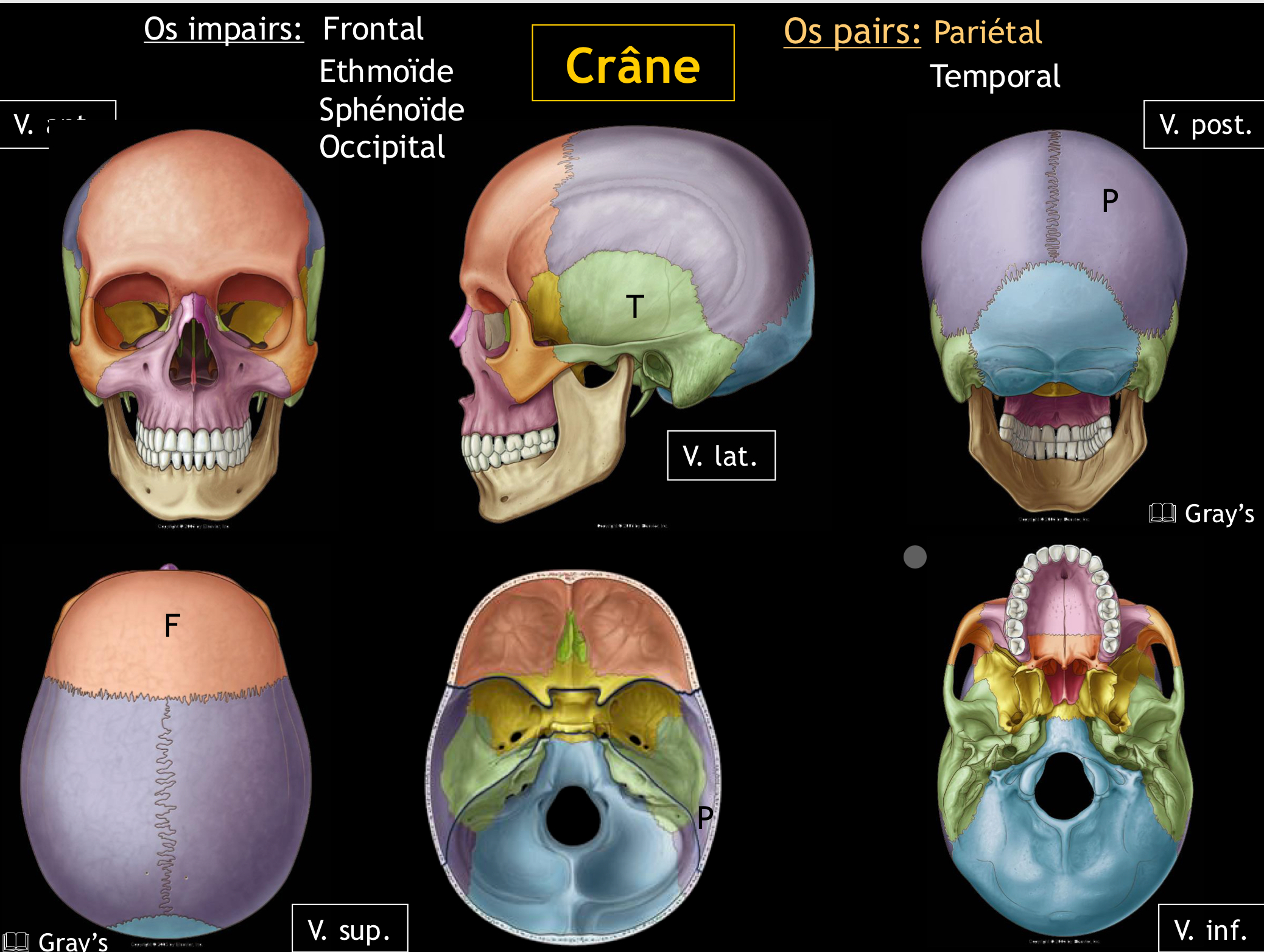 <p><span>L’os pariétal est situé au-dessus de l’écaille de l’os temporal, en arrière de l’os frontal et au-devant de l’os occipital.</span></p>