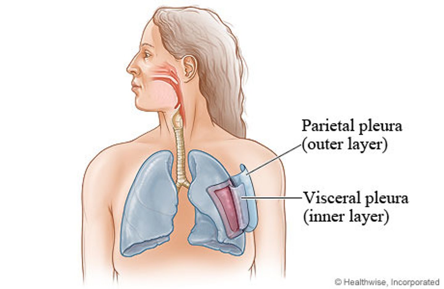 <p>Double-layered membrane that encloses and protects each lung</p>