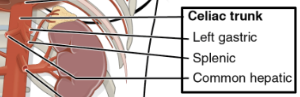<ul><li><p><span style="color: yellow;"><span>Left gastric</span></span> artery: stomach & portion of esophagus <span style="color: red;">(unpaired)</span></p></li><li><p>Splenic artery: spleen, stomach pancreas <span style="color: red;">(unpaired)</span></p></li><li><p>Common hepatic artery: liver <span style="color: red;">(unpaired)</span></p></li></ul><p></p>