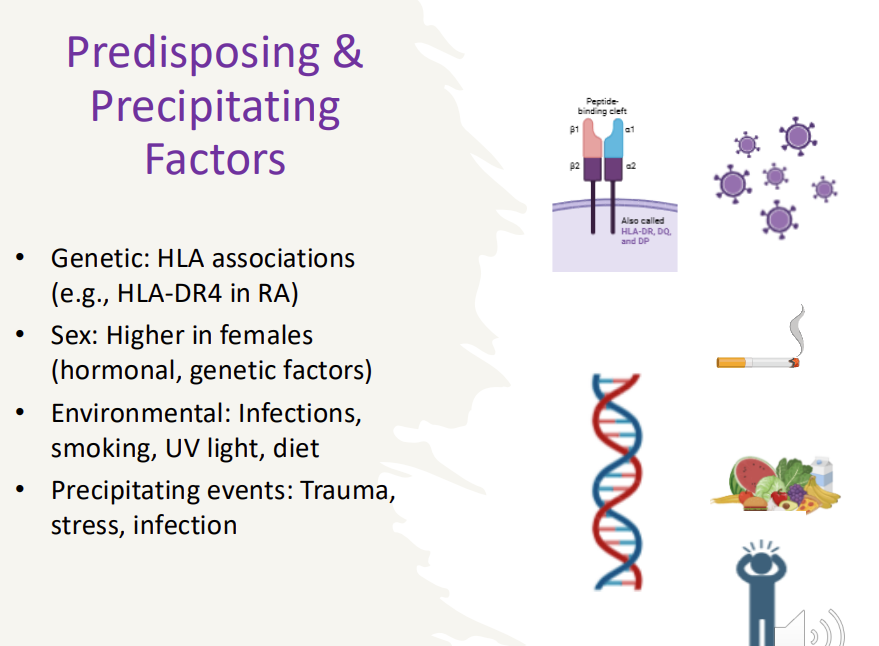 <ul><li><p>Genetic: HLA associations (e.g., HLA-DR4 in RA)</p></li><li><p>Sex: Higher in <strong>females </strong>(hormonal, genetic factors) </p></li><li><p>Environmental: <em>Infections, smoking, UV light, diet</em></p></li><li><p><strong>Precipitating events: Trauma, stress, infection</strong></p></li></ul><p></p>