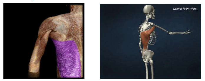 <p>Action: Shoulder extension, ADDuction, and medial/internal rotation. </p>