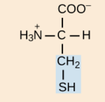 <p>polar, uncharged R groups</p>