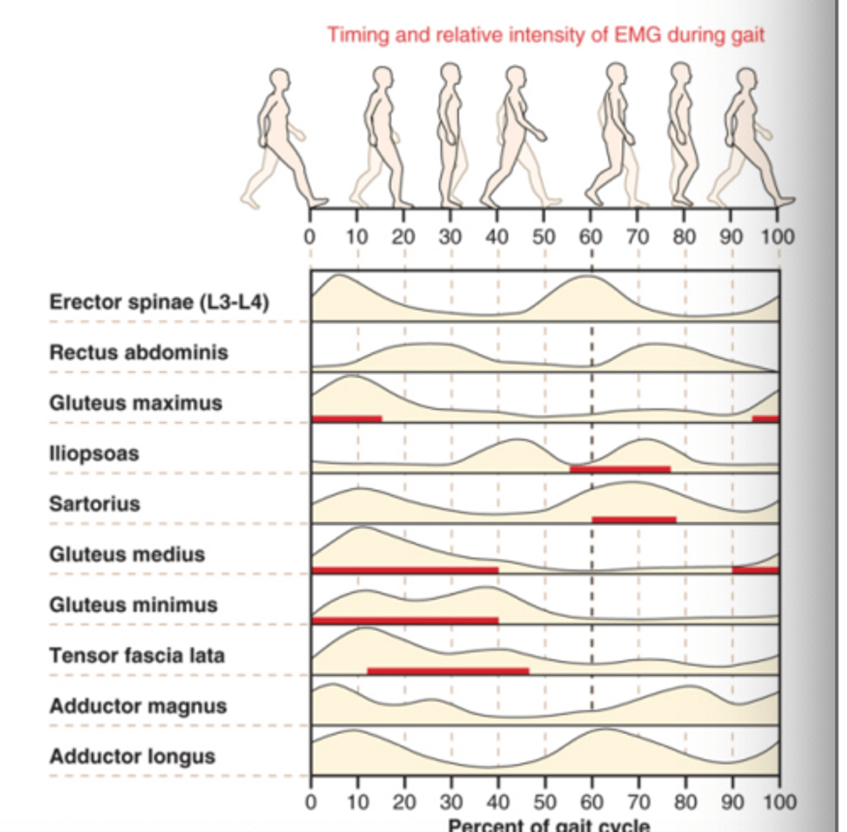 <p>(heel contact)</p><p>1st: just prior to heel contact to about 20% of the gait cycle.</p><p>2nd: from 45-70% of the gait cycle, which corresponds to opposite heel contact.</p><p>Controls the forward angular momentum of the trunk (keeps you upright) - so if a pt has excessive forward lean during gait - test the lumbar extensors!</p>