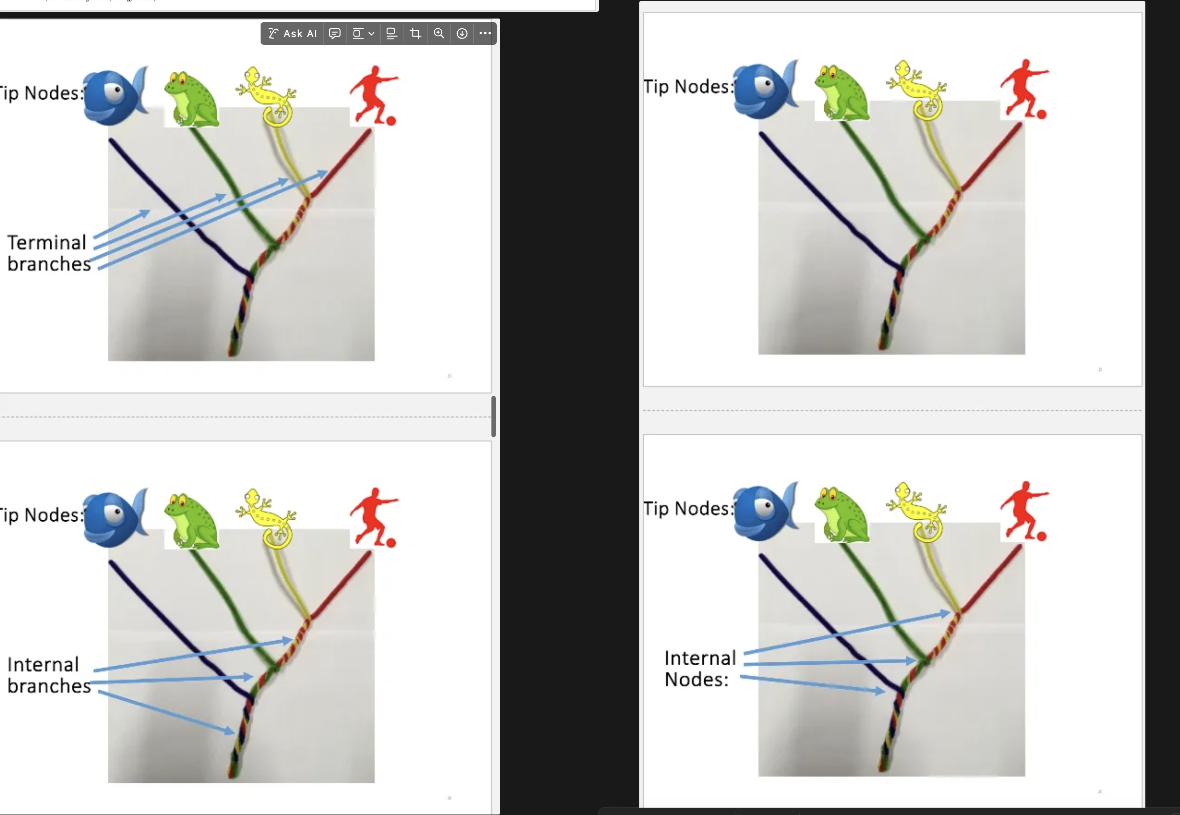 <p>Main point from top picters is that the images are arbitrary meaning different ways of showing evolution doesnt have to be from fish to human.</p><p>termanolagy for talking about phyogny trees</p><p>tip nodes represent species</p><p>iternal nodes = speciation branching points.</p><p>termal branches = the branches tha tleadsto the tips the temrinas of the trees</p><p>interal branches.</p><p>root nodes the bodom node of the ansestrial species.</p><p>and branch leads to more didstant common ansesteors. </p><p>rotating nodes is an artic desition doesnt change grouping desicion.</p>
