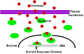 <p>Chemical signaling molecule, usually protein or steroid, secreted by endocrine cells that act to control or regulate specific physiological processes.</p>