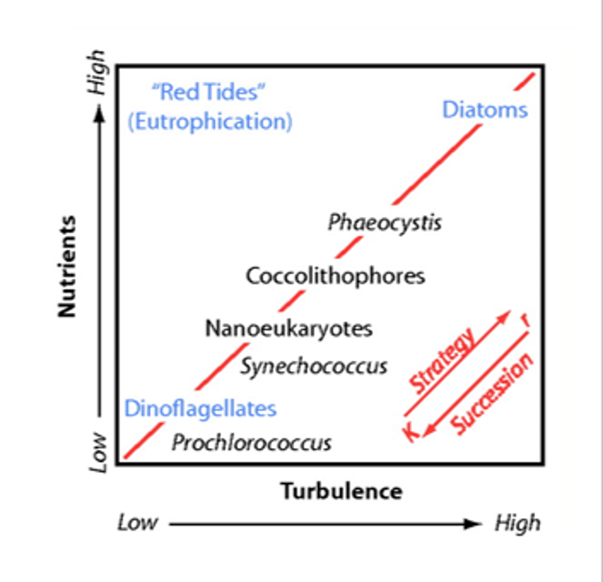 <p>What is it important to note about Margalefs Mandala?</p>