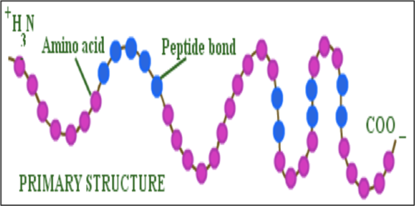 <p>A polymer (chain) of many amino acids linked together by peptide bonds.</p>