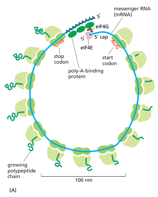 <p>A structure consisting of a mRNA molecule and many ribosomes, all making proteins at the same time.</p>