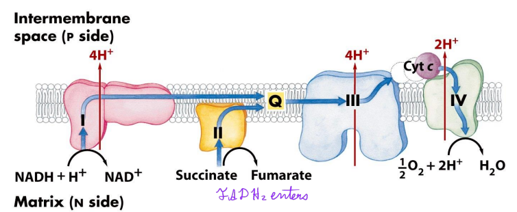<p>NADH → complex I → Q → complex III → complex IV</p><p>FADH2 → complex 2 → Q → complex III → complex IV</p>