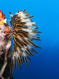 <p>sea lilies (and feather stars)</p>