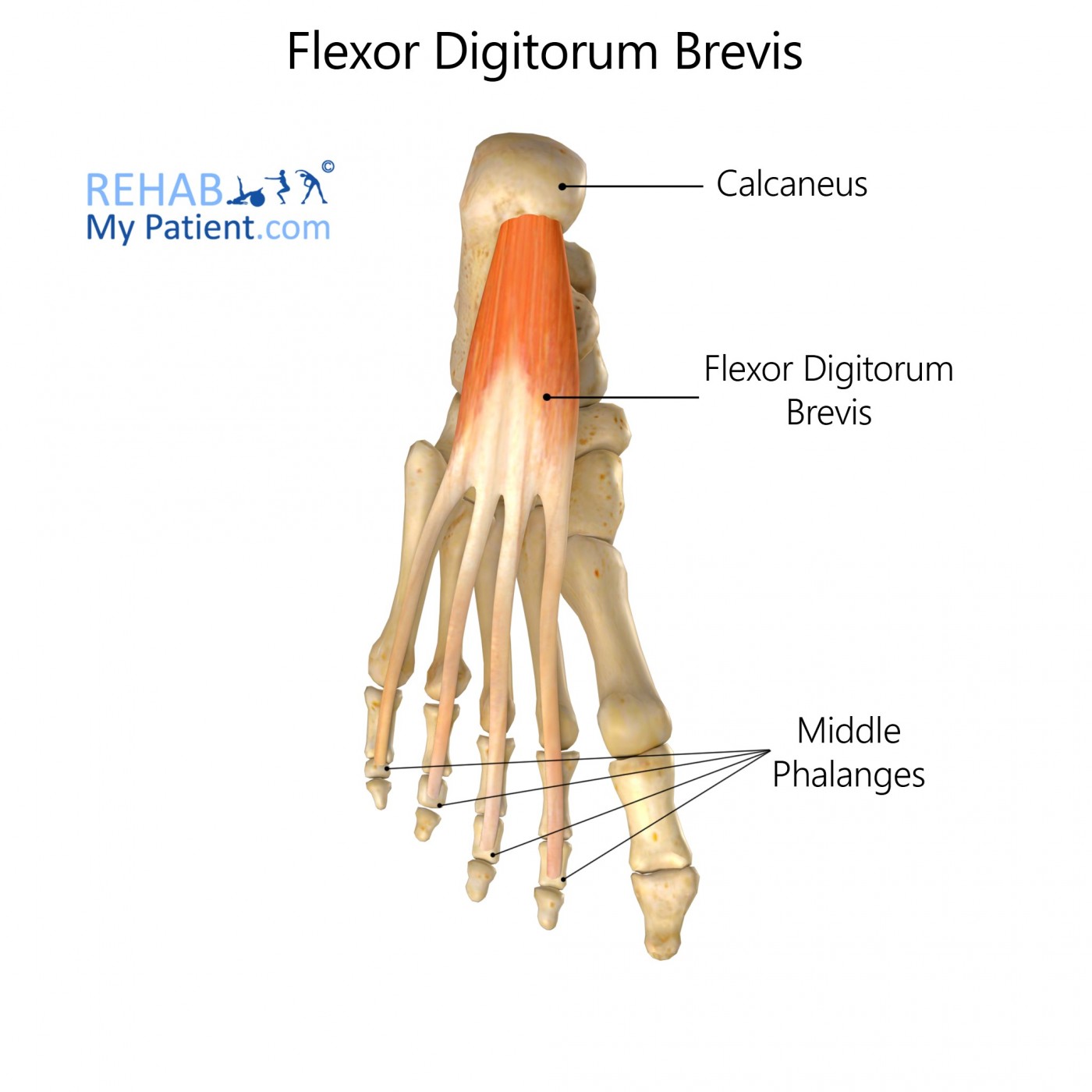 <p>Flexor Digitorum Brevis Insertion</p>