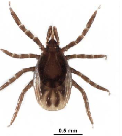 <ul><li><p>hard tick </p></li><li><p>morphology: small, lack of eyes, distinct anal groove, inornate, 3 host ticks</p></li><li><p>worldwide </p></li></ul>
