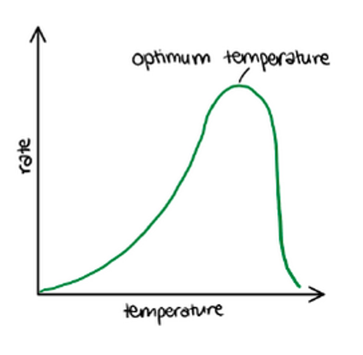 <p>- as the temperature increases so does the rate of photosynthesis<br><br>- at a certain point increasing the temperature will not increase the rate of photosynthesis<br><br>- at this point, light or CO2 is the limiting factor<br><br>- if the temperature goes too high the enzymes will denature and the photosynthesis rate will drop</p>