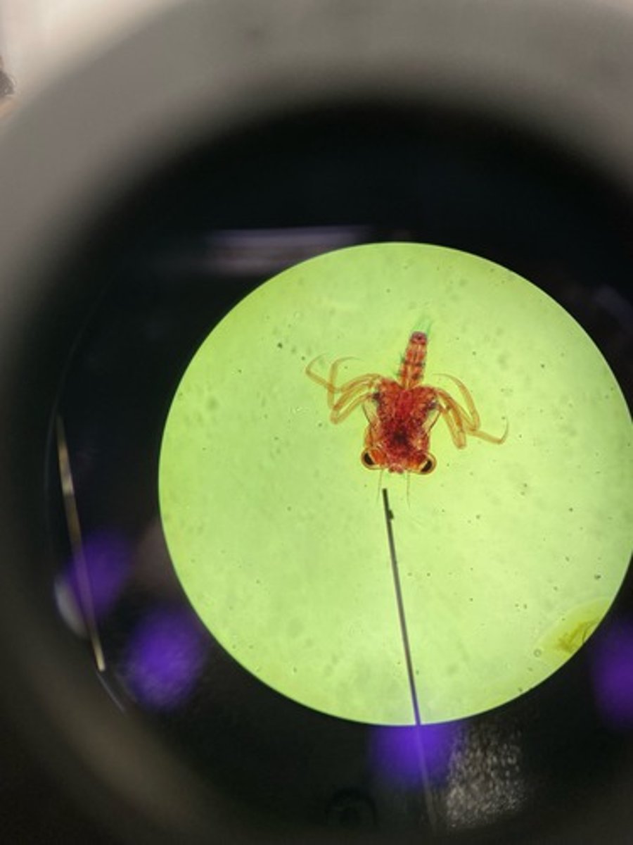 <p>What crustacean larval form appears most similar to the adult stage?</p>