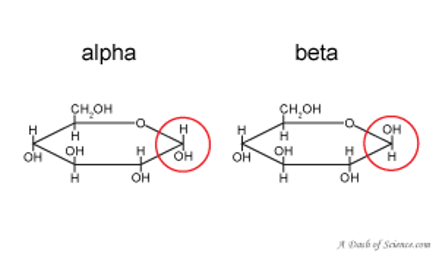 <p>alpha glucose and beta glucose - alpha glucose has a hydroxyl above the ring where as beta glucose has the hydroxyl group below the ring</p>