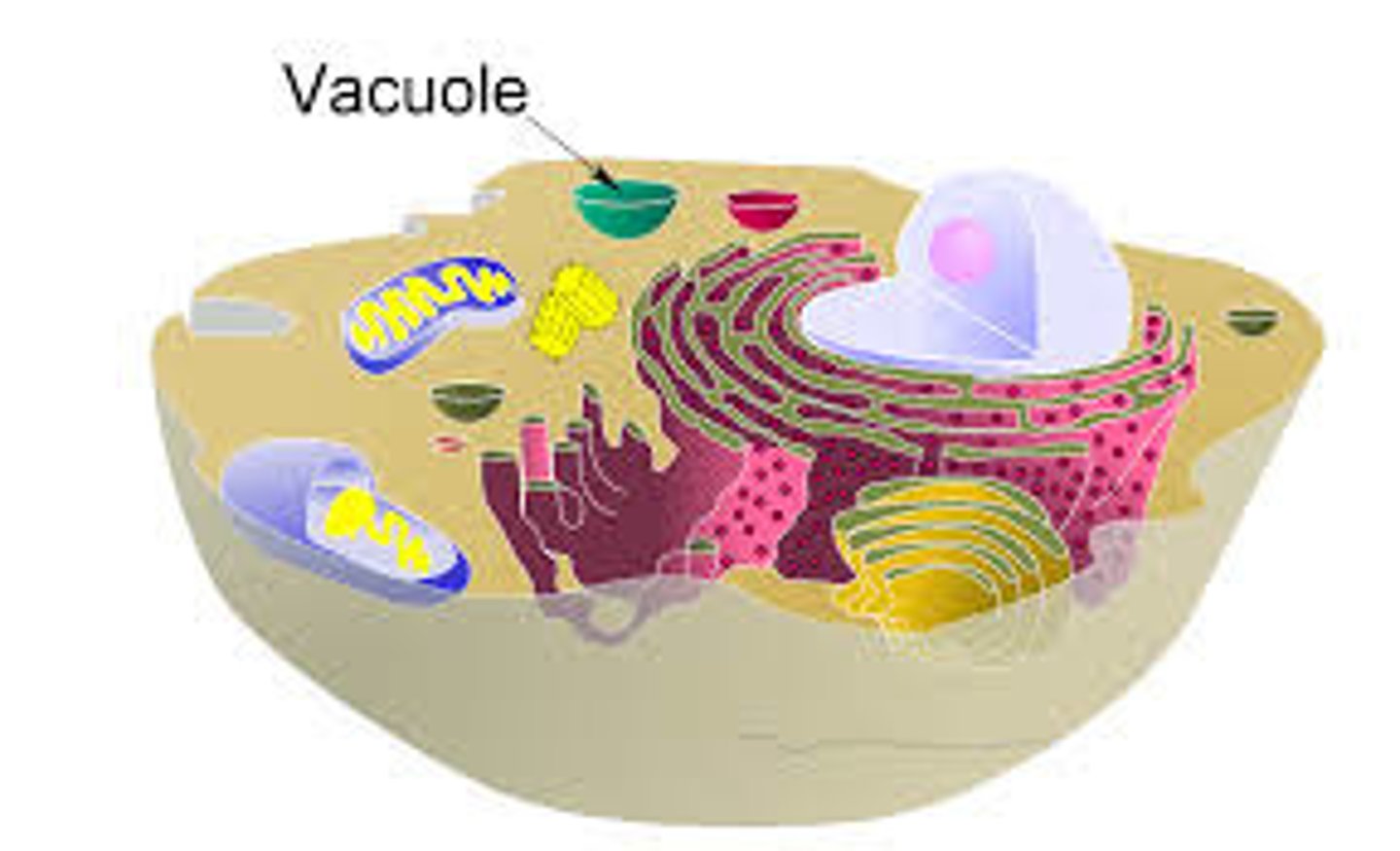 <p>Sac like structure. Store materials such as water, salts, proteins and carbohydrates.</p>