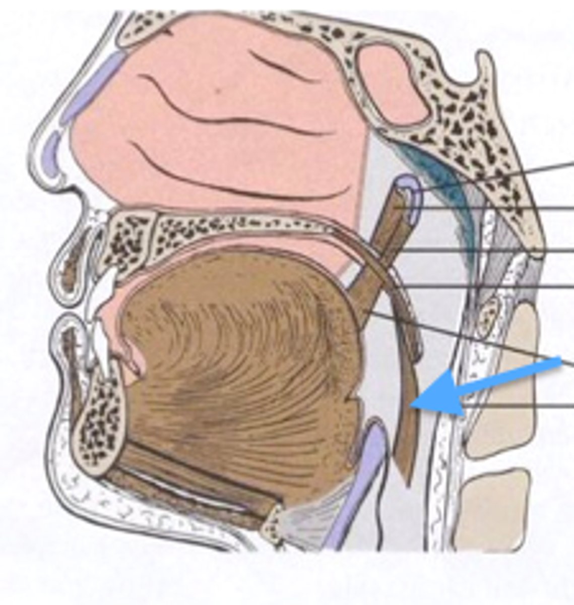 <p>Pharyngeal branch of Vagus Nerve (CN X) via pharyngeal plexus</p><p>4th pharyngeal arch!</p>