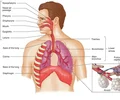 <p><span style="font-family: hurme_no2-webfont, -apple-system, BlinkMacSystemFont, sans-serif; color: rgb(246, 247, 251)">1. Nose or open mouth. Nose is always open</span><br><span style="font-family: hurme_no2-webfont, -apple-system, BlinkMacSystemFont, sans-serif; color: rgb(246, 247, 251)">2. Air goes into the nasopharynx and/or oropharynx and down through the larynx</span><br><span style="font-family: hurme_no2-webfont, -apple-system, BlinkMacSystemFont, sans-serif; color: rgb(246, 247, 251)">3. At the level of the larynx and above is the upper respiratory trac</span><br><span style="font-family: hurme_no2-webfont, -apple-system, BlinkMacSystemFont, sans-serif; color: rgb(246, 247, 251)">4. The air passes through the larynx and into the lower respiratory tract of the trachea</span></p>