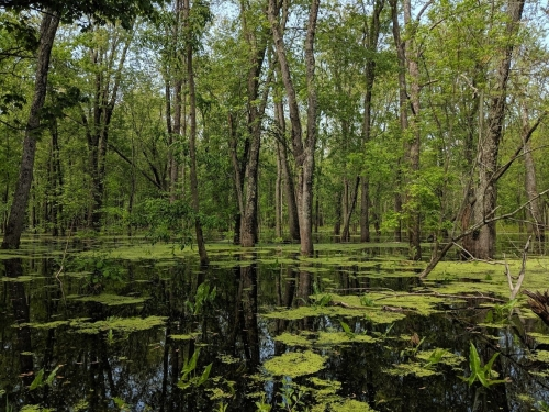 <p>Wetland Type?</p>