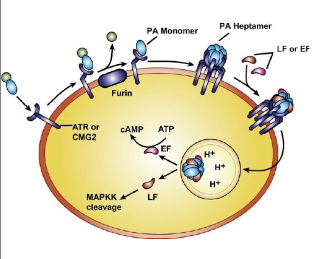 <ul><li><p>PA binds to AT receptors </p></li><li><p>forms a pore</p></li><li><p>releases EF and LF into cytosol</p></li></ul><p></p>