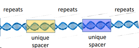<p>Includes repeats of palindromic DNA sequences and unique spacers</p>