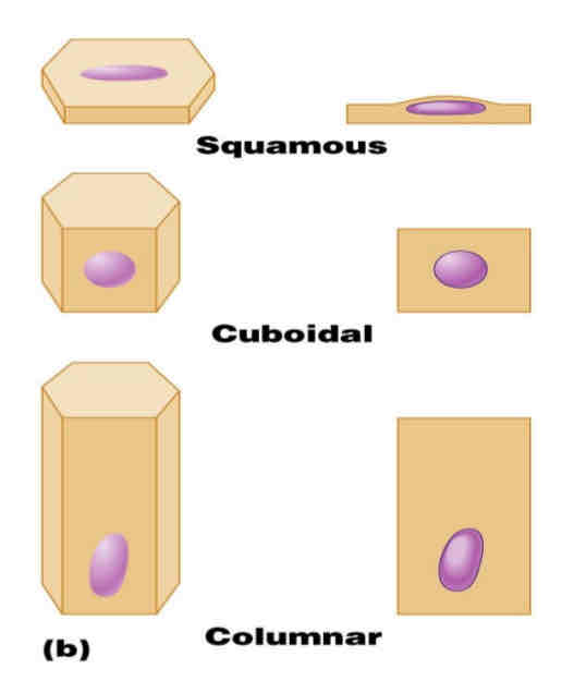 <p>Squamous (flattened), Cuboidal (cube-shaped), Columnar (column-like)</p>