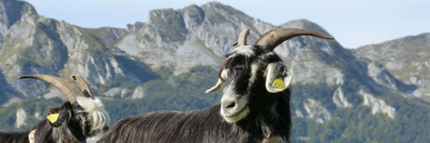<p>long usually black coat, semi lop ears, twisted male horns, straight female horns, meat and milk, semi-extensive</p>